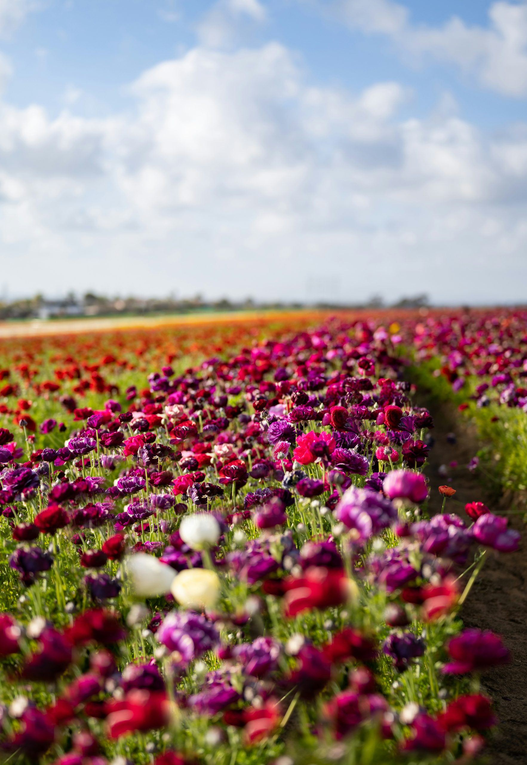 samantha-fortney-dTKzVWnJoL8-unsplash (1)